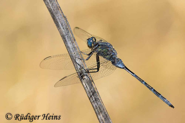 Langer Blaupfeil (Orthetrum trinacria) Männchen