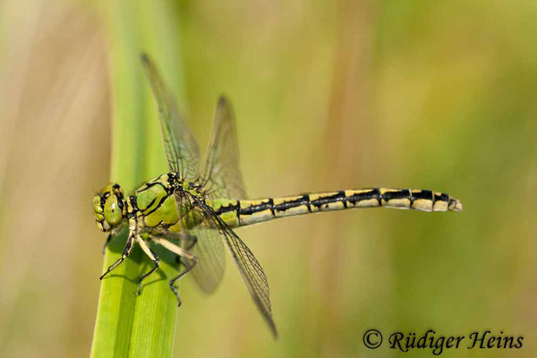 Ophiogomphus cecilia (Grüne Flussjungfer) Weibchen, 3.9.2011