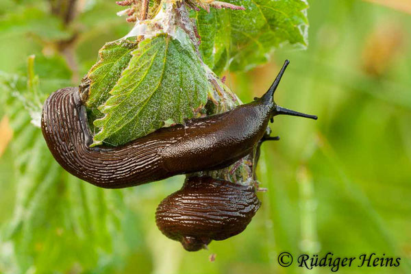 Arion lusitanicus (Spanische Wegschnecke), 23.6.2009