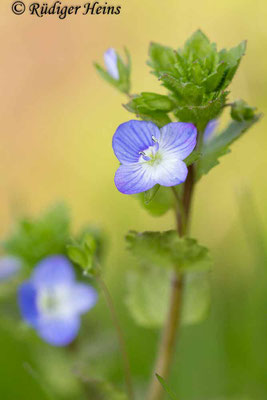 Veronica persica (Persischer Ehrenpreis), 6.4.2019