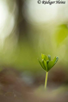 Galium odoratum (Waldmeister), 4.5.2022