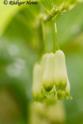 Polygonatum multiflorum (Vielblütige Weißwurz), 17.5.2019