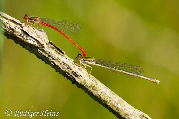 Ceriagrion tenellum (Scharlachlibelle) Tandem, 7.7.2017