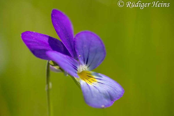 Viola tricolor (Wildes Stiefmütterchen), 15.7.2024