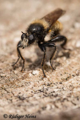 Laphria flava (Gelbe Mordfliege) Männchen, 7.7.2020