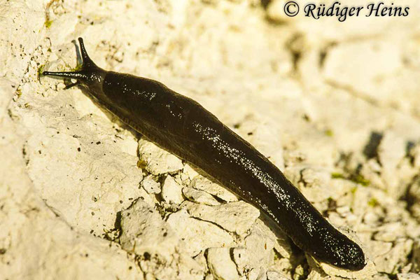 Arion ater (Schwarze Wegschnecke), 4.8.2003 (Scan vom Dia)