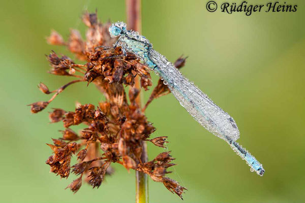 Ischnura pumilio (Kleine Pechlibelle) Männchen, 19.9.2009