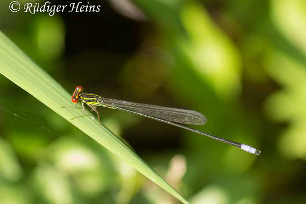 Pseudagrion hageni (engl. Painted sprite) Männchen, 30.1.2019