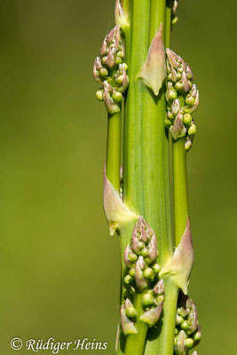 Asparagus officinalis (Weißer Spargel), 28.5.2020