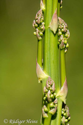 Asparagus officinalis (Weißer Spargel)