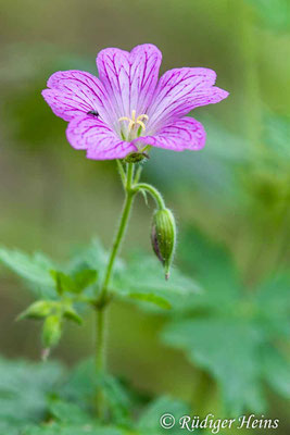 Geranium endressii (Basken-Storchschnabel), 22.7.2023