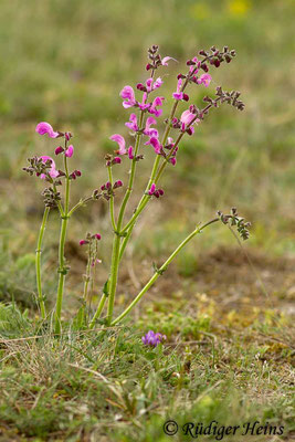 Salvia pratensis (Wiesensalbei), 1.5.2014