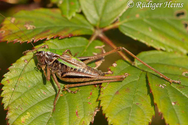 Metrioptera brachyptera (Kurzflügelige Beißschrecke) Männchen, 18.9.2017