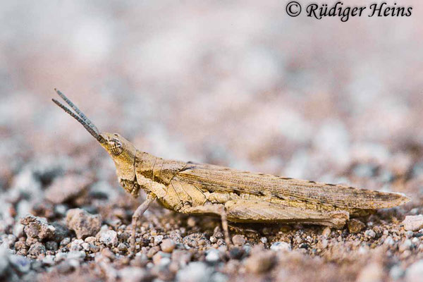 Pyrgomorpha conica Weibchen, 17.10.1987 (Scan vom Dia)