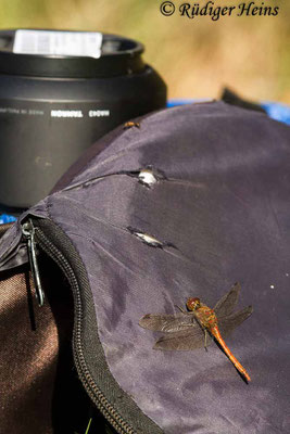 Sympetrum striolatum (Große Heidelibelle) Männchen auf Fotorucksack, 13.11.2020