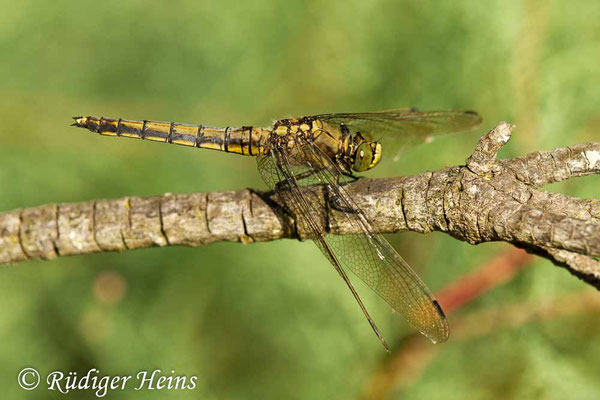 Orthetrum cancellatum (Großer Blaupfeil) Weibchen