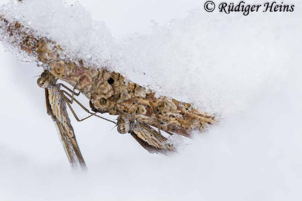 Zwei Gemeine Winterlibellen im Schnee