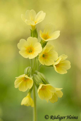 Primula elatior (Hohe Schlüsselblume), 17.4.2016