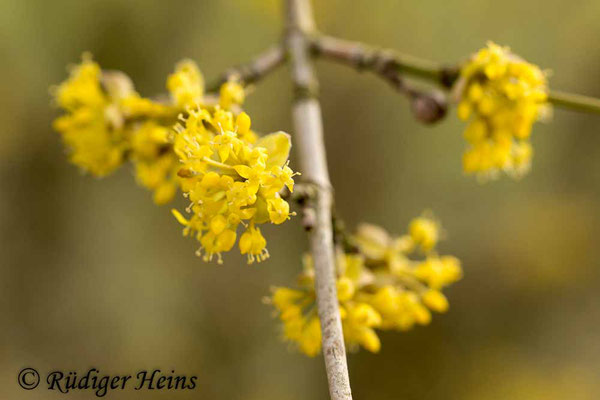 Cornus mas (Kornelkirsche), 17.3.2017