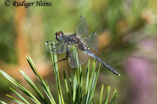 Östliche Moosjungfer (Leucorrhinia albifrons) Weibchen, 10.8.2022 - Telezoom 150-600mm f/5-6,3