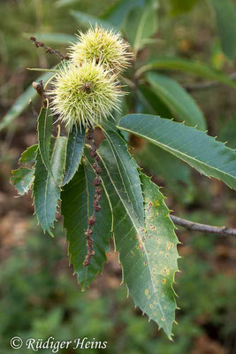 Castanea sativa (Edelkastanie), 12.10.2020