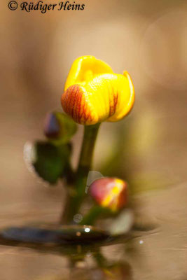 Caltha palustris (Sumpfdotterblume)
