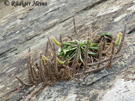 Plantago coronopus (Krähenfuß-Wegerich), 25.9.2016