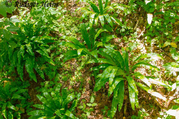 Asplenium scolopendrium (Hirschzunge), 1.7.2016