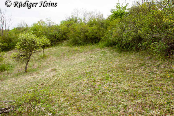 Ophrys sphegodes (Spinnen-Ragwurz) Habitat, 3.5.2015