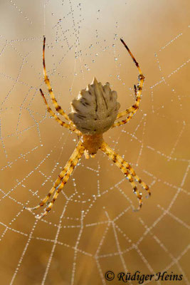 Argiope lobata