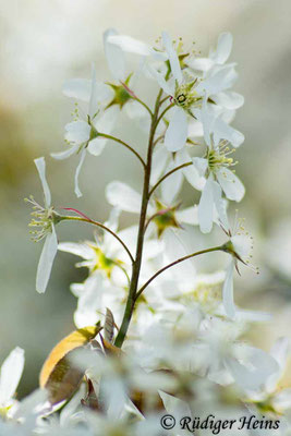 Amelanchier ovalis (Gewöhnliche Felsenbirne), 16.4.2025