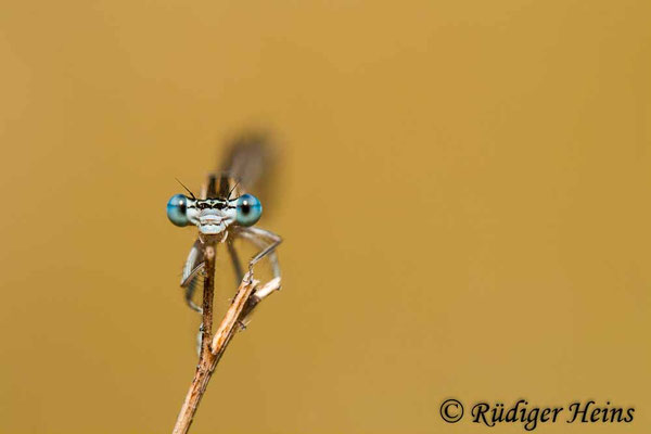 Platycnemis pennipes (Blaue Federlibelle) Männchen, 8.6.2008