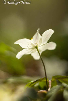 Anemone nemorosa (Buschwindröschen)