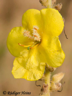 Verbascum densiflorum (Großblütige Königskerze), 24.9.2011