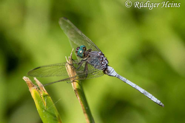 Orthetrum julia falsum (Julia Blaupfeil) Männchen