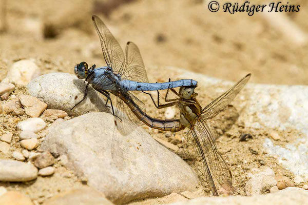 Orthetrum brunneum (Südlicher Blaupfeil) Paarung, 26.6.2017