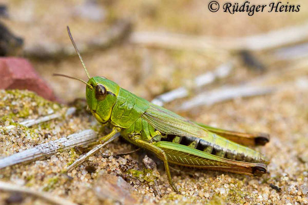 Pseudochorthippus parallelus (Gemeiner Grashüpfer) Weibchen, 27.8.2017