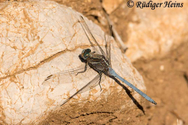 Rahmstreif-Blaupfeil Männchen (Orthetrum chrysostigma), 15.10.2025 - Telezoom 100-400mm/f5,6-8