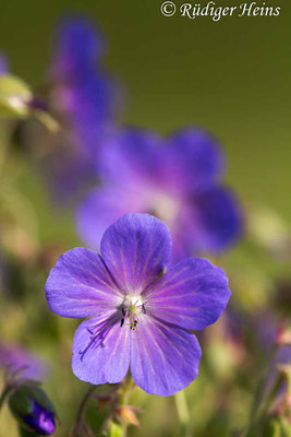 Geranium pratense (Wiesen-Storchschnabel), 24.6.2020