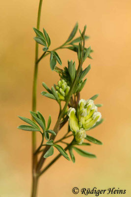 Ceratocapnos claviculata (Rankender Lerchensporn), 22.4.2019