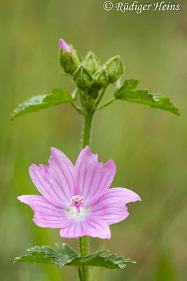 Malva alcea (Rosen-Malve), 16.8.2023