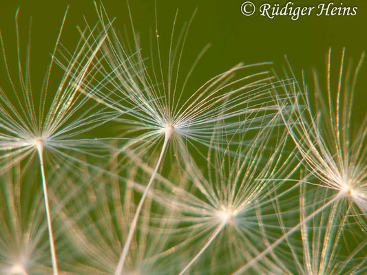 Taraxacum officinale (Gewöhnlicher Löwenzahn), 29.5.2010