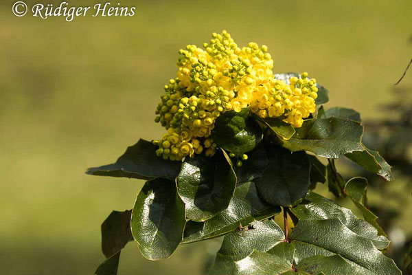 Mahonia aquifolium (Gewöhnliche Mahonie), 21.4.2021