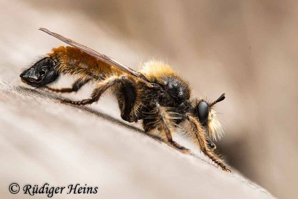 Laphria flava (Gelbe Mordfliege) Männchen, 2.7.2021