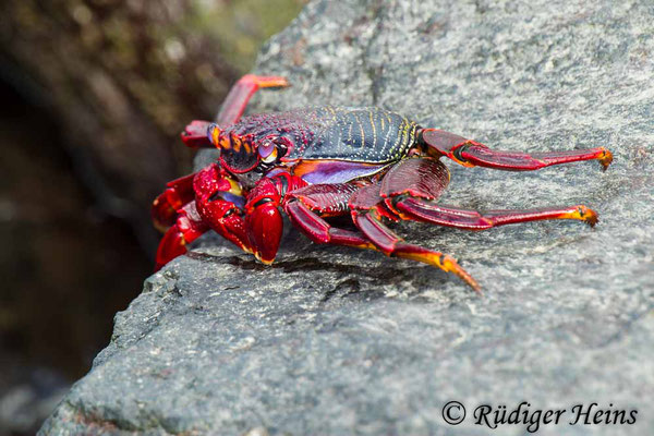 Grapsus adscensionis (Rote Felsenkrabbe), 9.10.2021