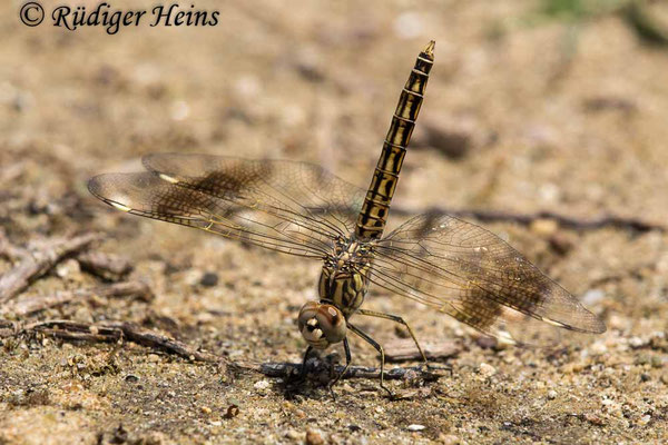 Brachythemis impartita, Treuer Kurzpfeil, Weibchen