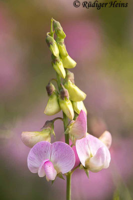 Lathyrus latifolius (Breitblättrige Platterbse)