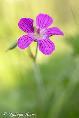 Geranium palustre (Sumpf-Storchschnabel), 26.6.2019