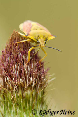 Carpocoris fuscispinus (Nördliche Fruchtwanze)