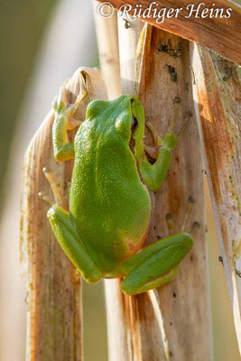 Hyla arborea (Laubfrosch), 27.5.2017